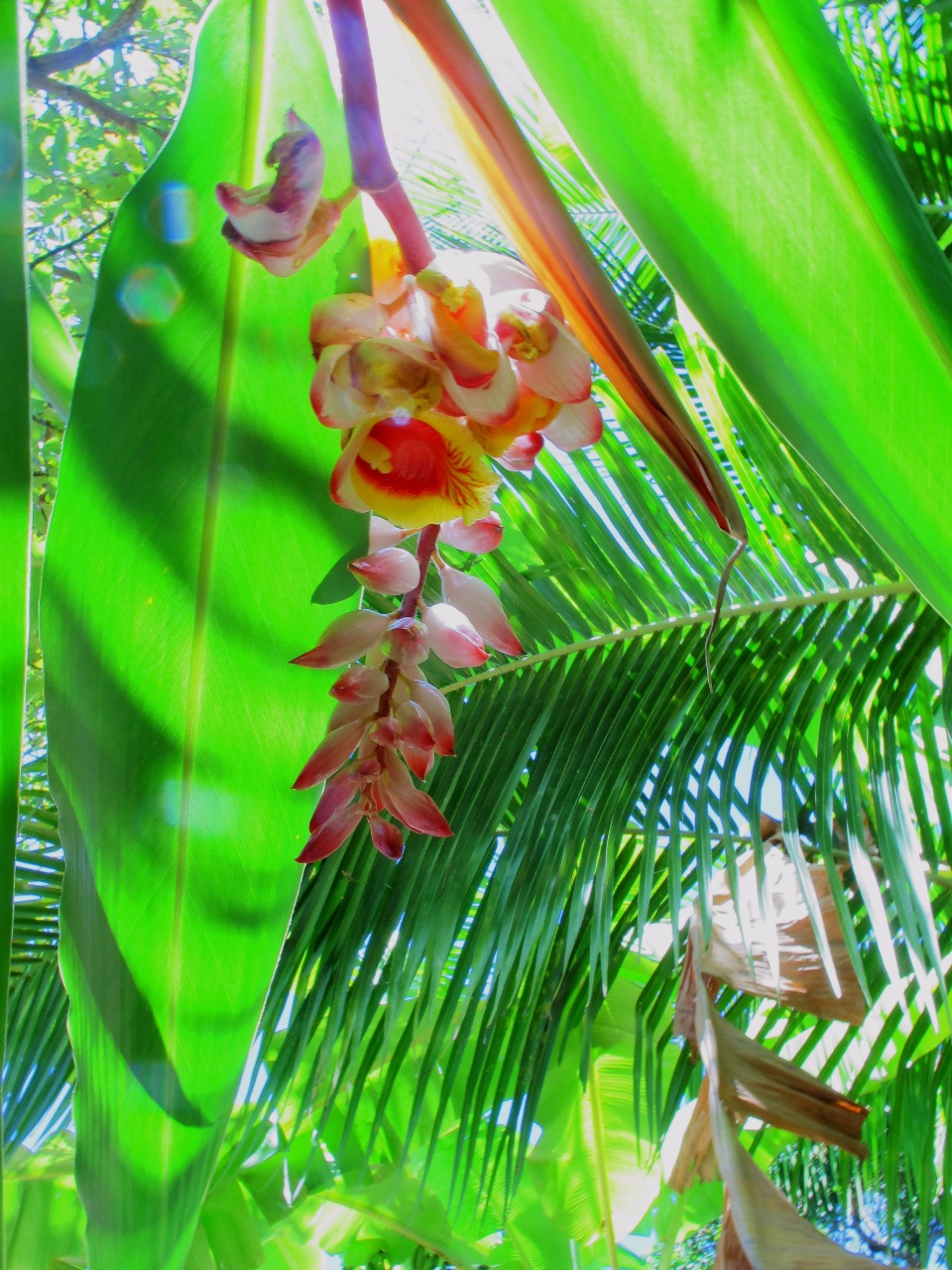 Folhas