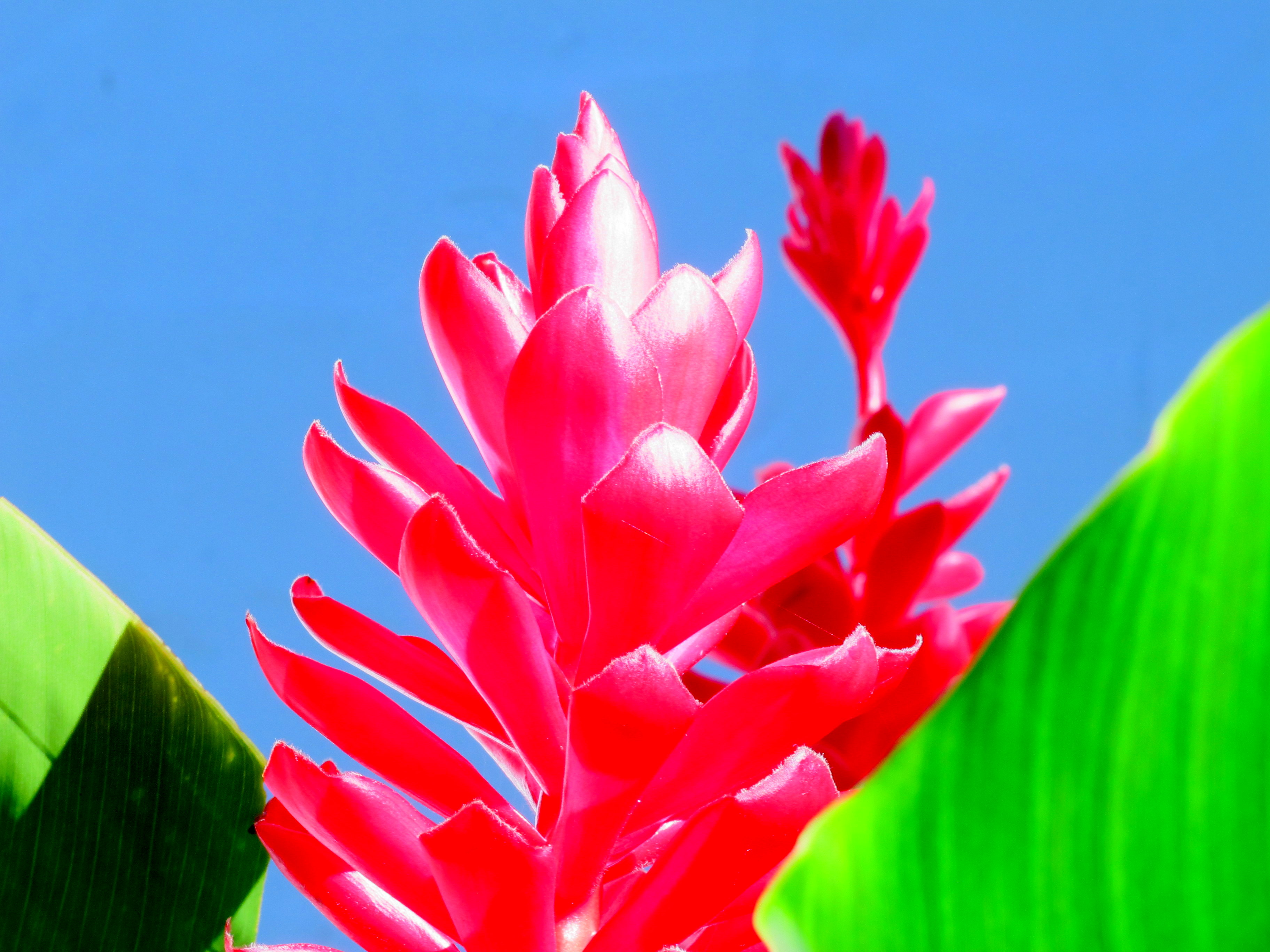 Folhas