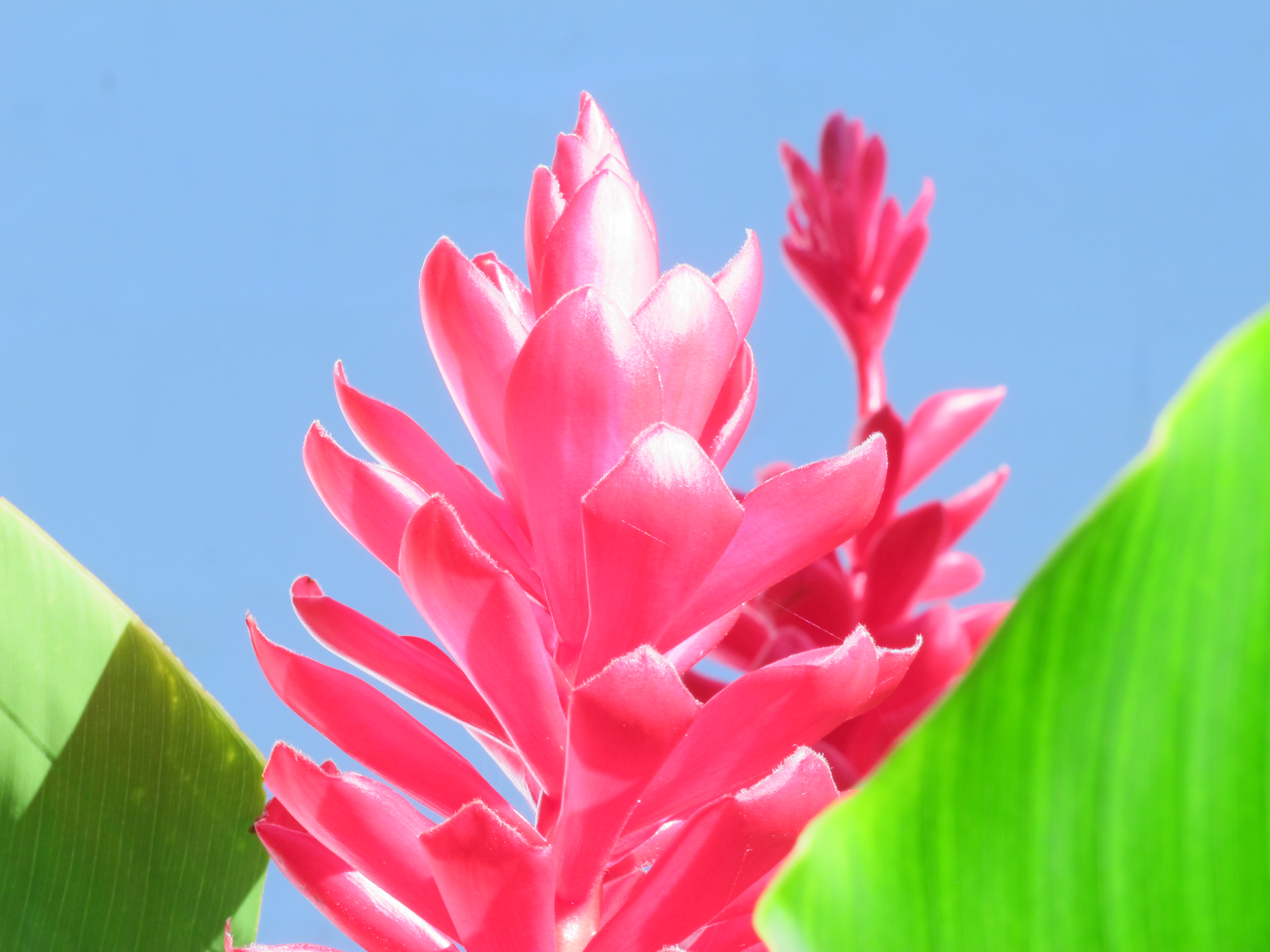 Folhas